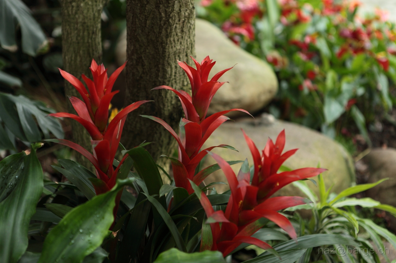 EOS 5D Mark II16_04_20134996.JPG